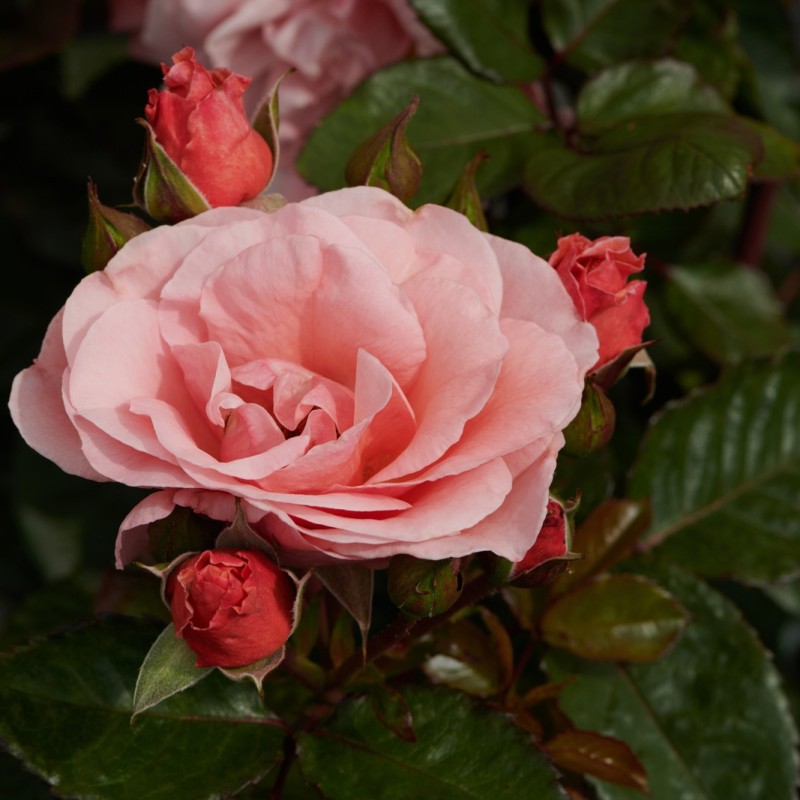 REN045A04.jpg