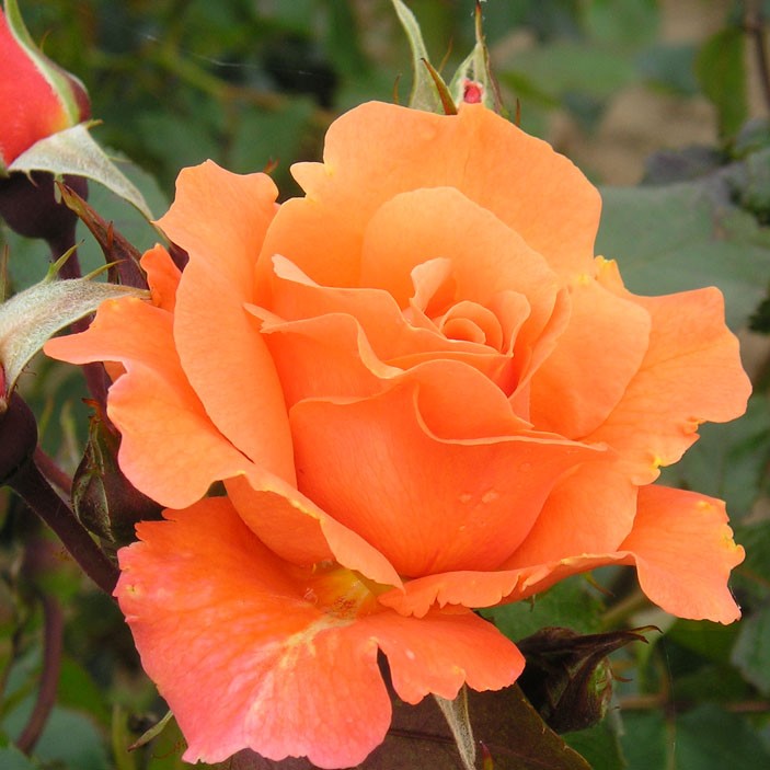 Bright_Future_Climbing_Garden_Rose_08_02.jpg