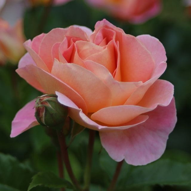 Dornburger-Schlossrose-sr-3_1456x1456.jpg