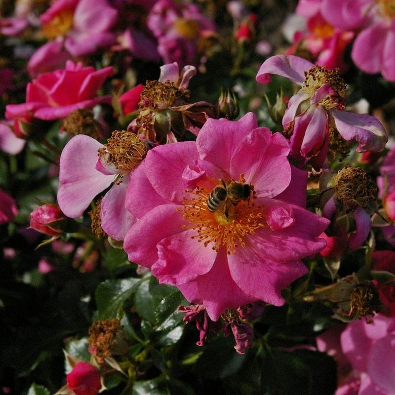 k-Bienenweide-rosa4anECmiEpLuwa_1456x1456.jpg