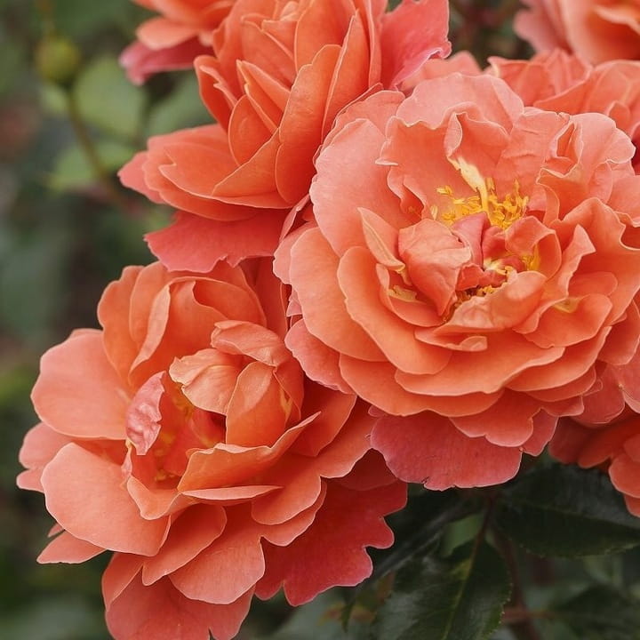 Roza-THEODOR-FONTANE-ROSE-Pomaranczowa-Miododajna.jpg