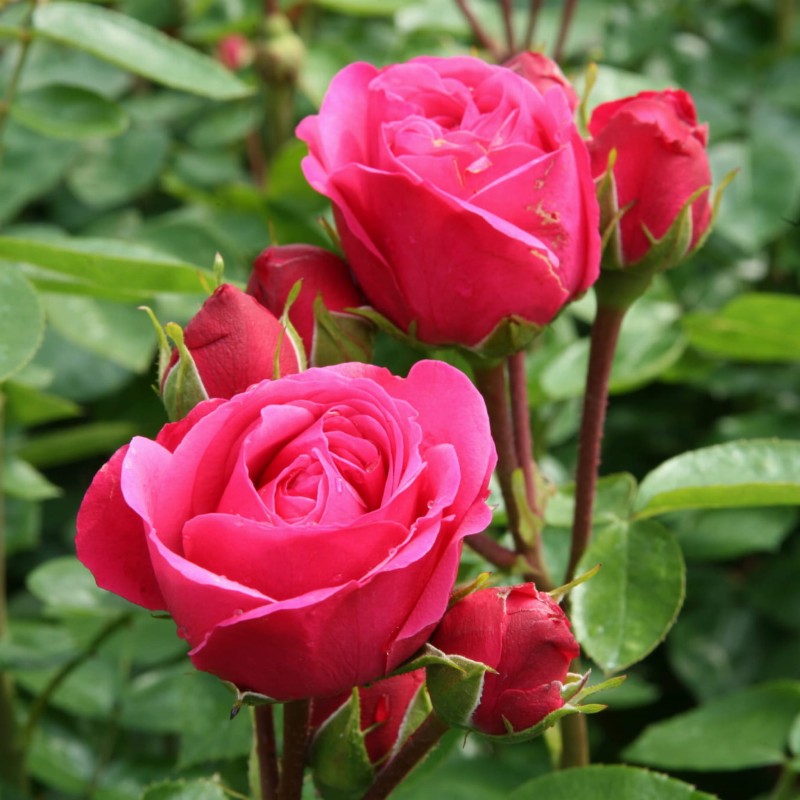 Magic Rokoko (4).JPG