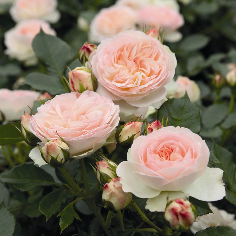 Pastella® - (4).jpg