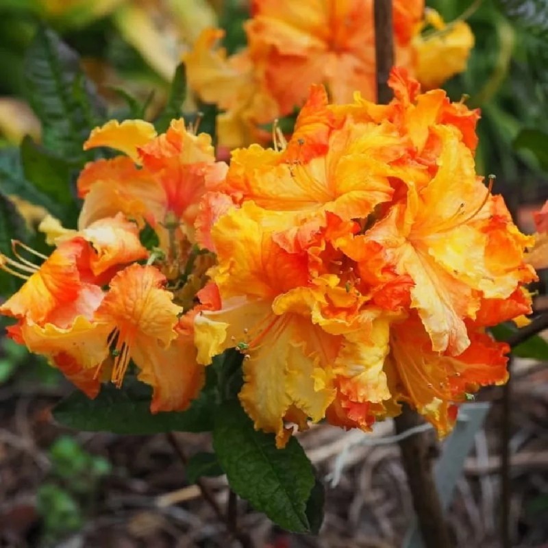 rhododendron-nina-lisa-.jpg