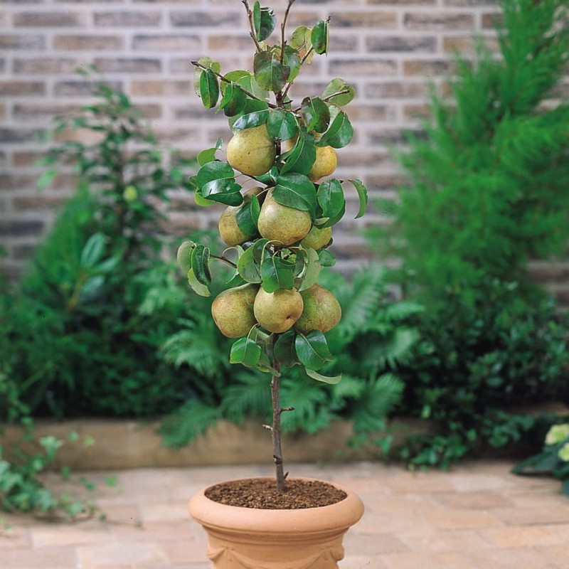 grusza karłowa miniaturowa.jpg