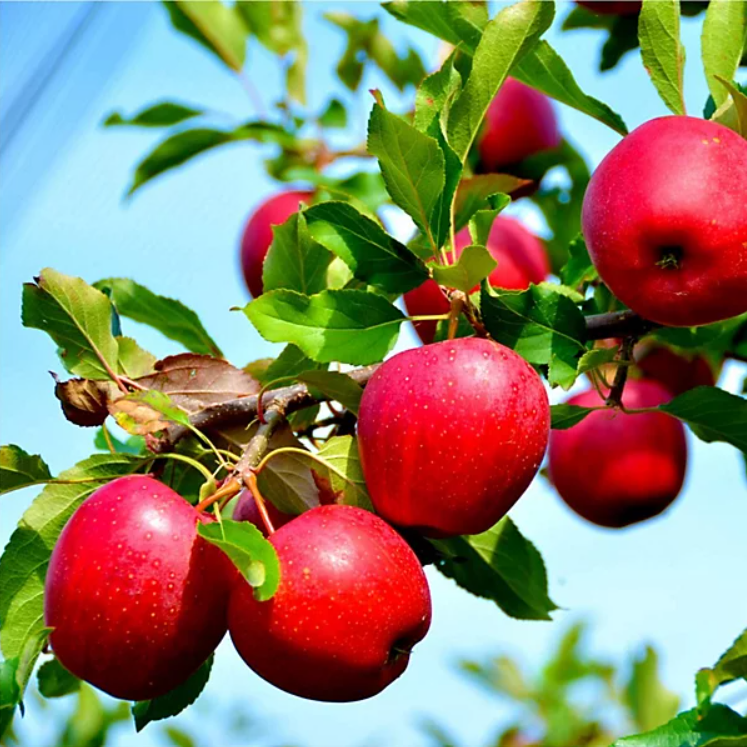 jablon czerwona owoce.png