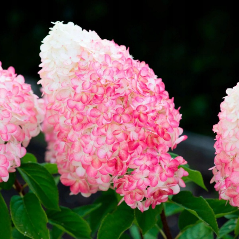 pinkrose 1.png