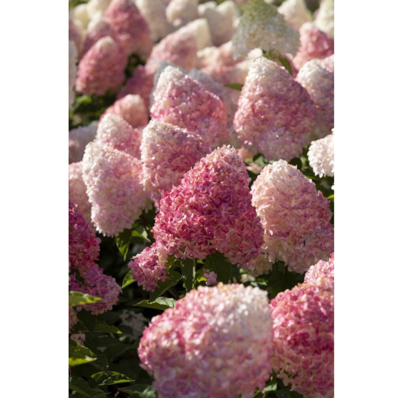 pinkrose.png