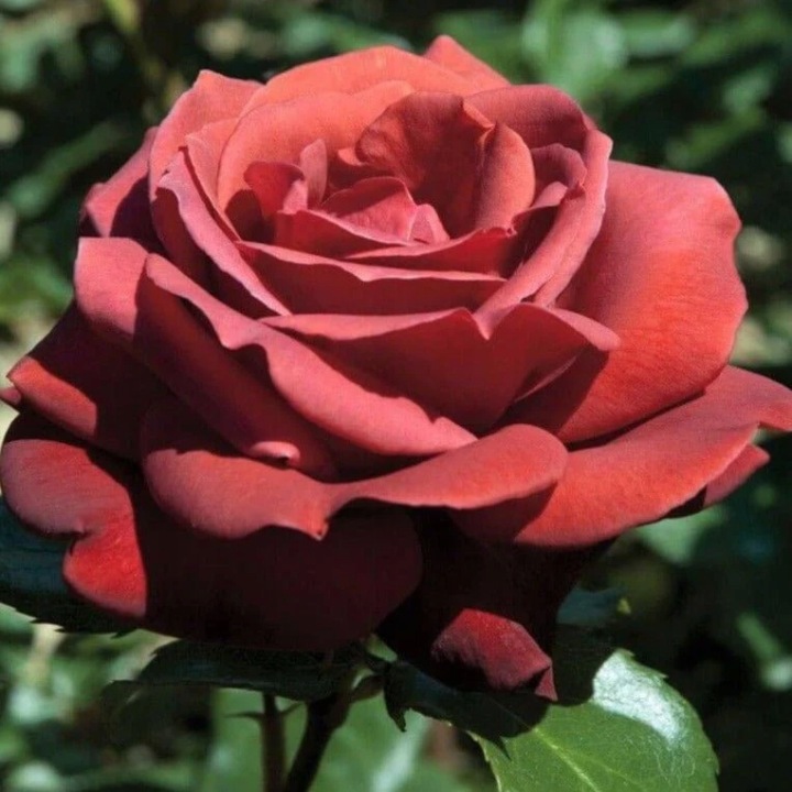 Roza-CEGLASTO-POMARANCZOWA-Niesamowicie-Odporna.jpg