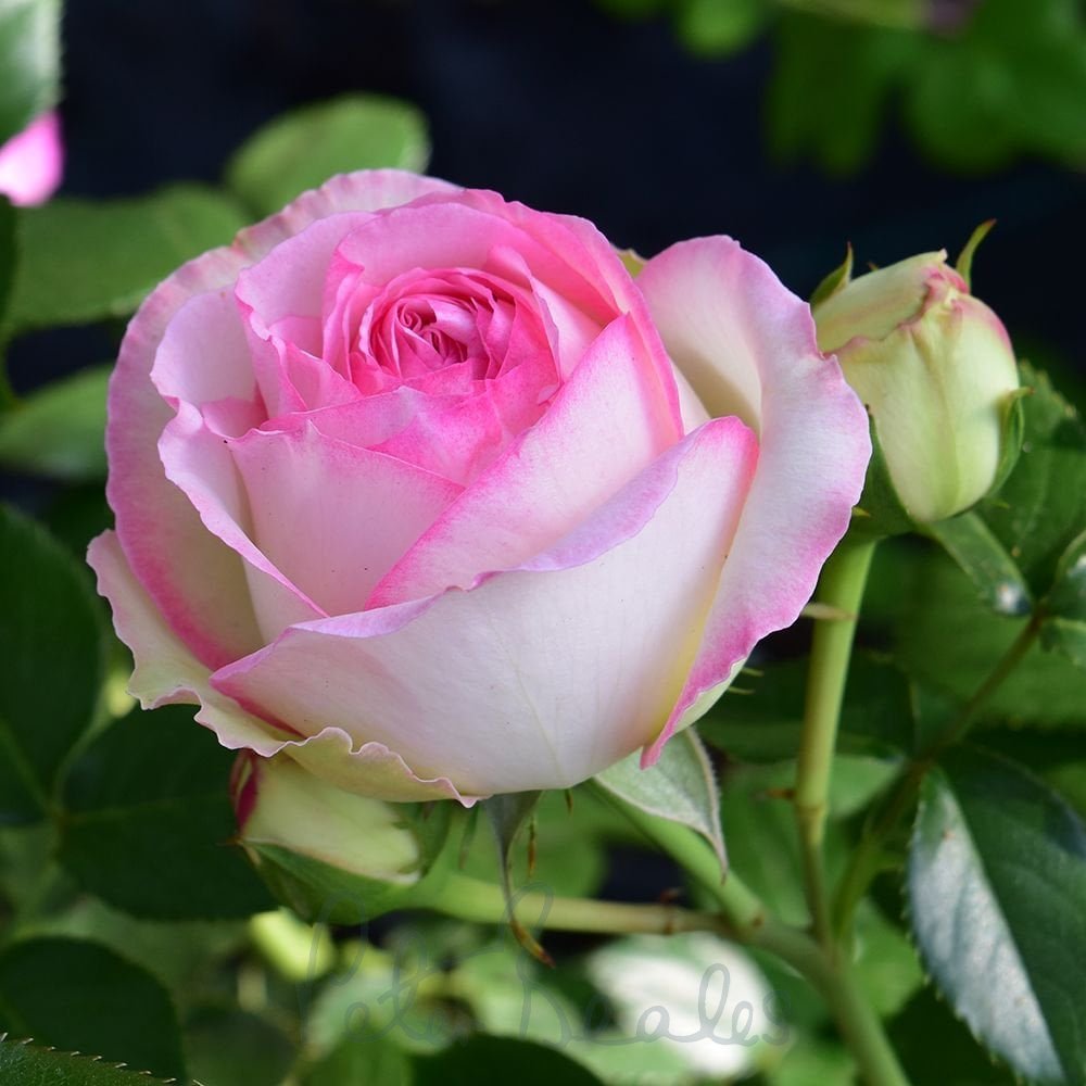 eden-rose-88-climbing-rose-p401-1383_image.jpg