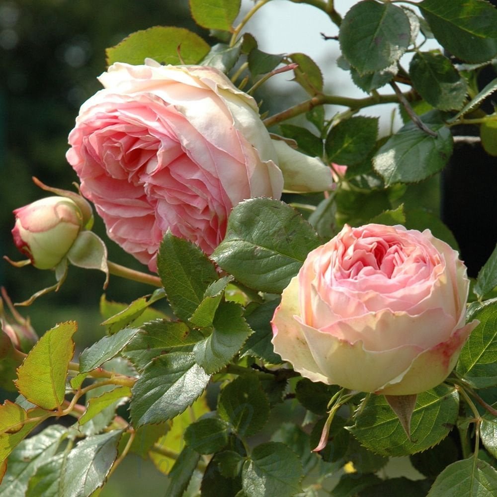 eden-rose-88-climbing-rose-p401-1384_image.jpg