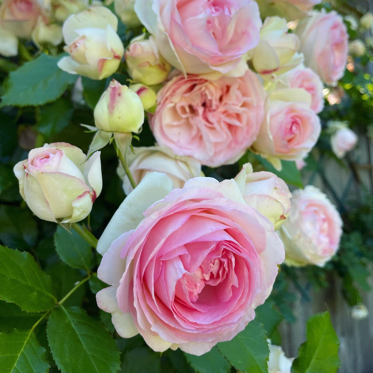Pink-Eden-Climbing-Rose-1.jpg