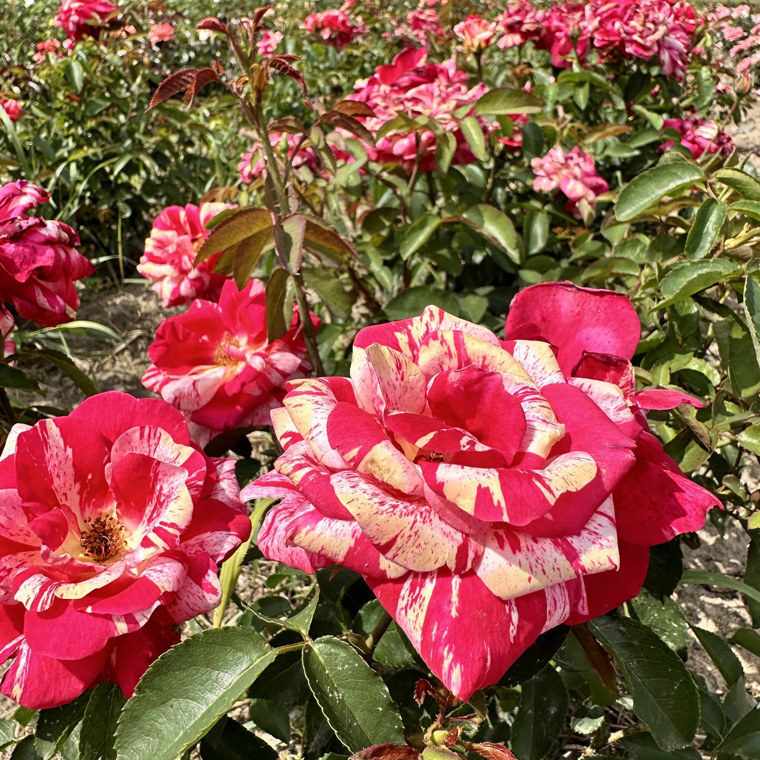 IMG_9075.JPG