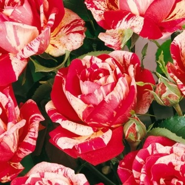 Roza-Wielkokwiatowa-DWUKOLOROWA-Efektowna-PREMIUM-Nazwa-lacinska-rosa.jpg