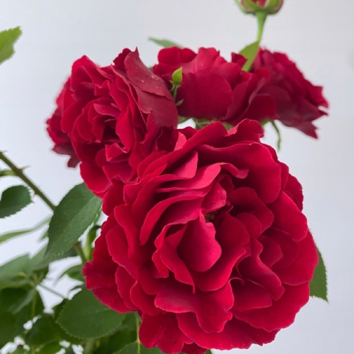 Roza-Wielkokwiatowa-CZERWONA-Aksamitne-Karbowane-Kwiaty-Nazwa-lacinska-rosa.jpg