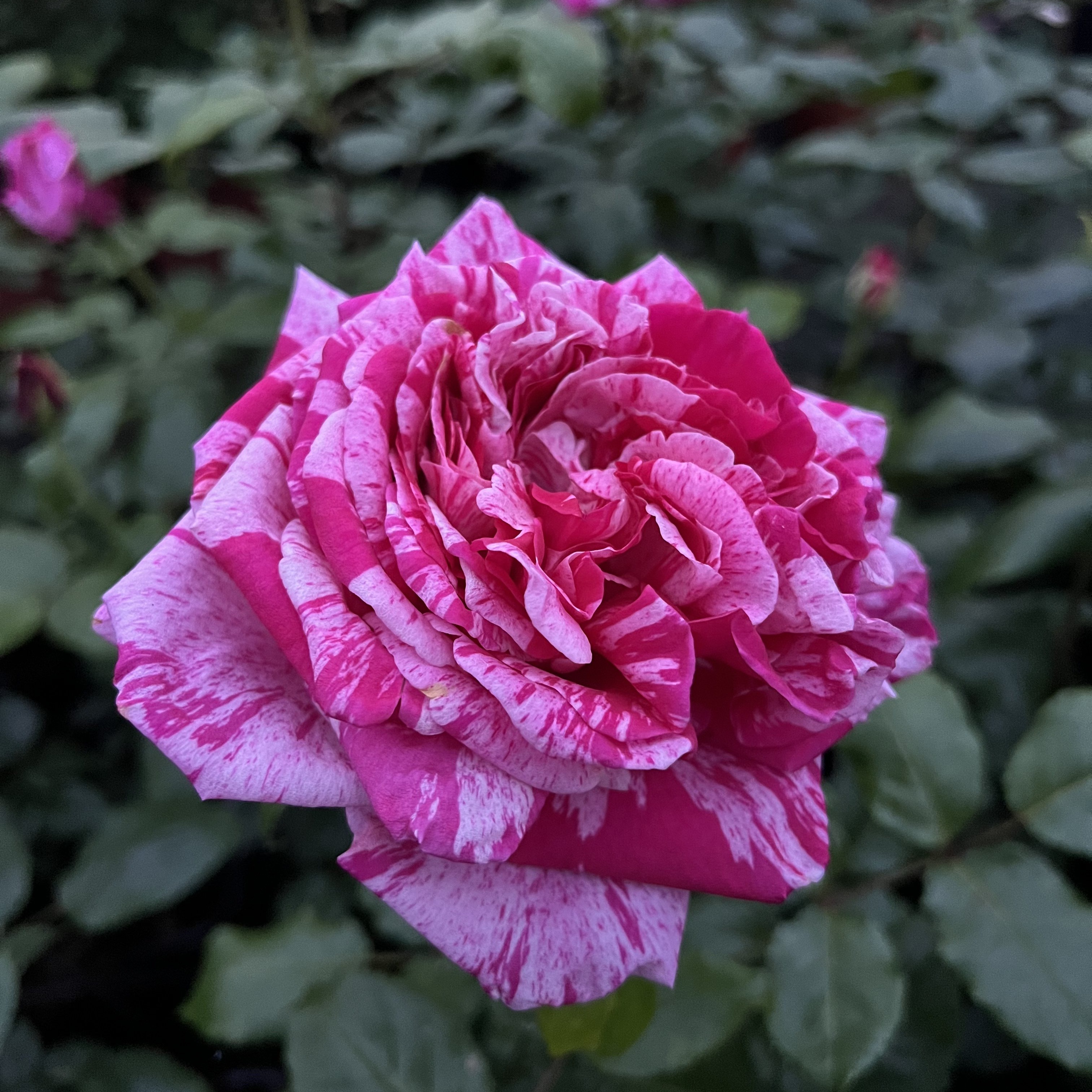 IMG_7668.jpg