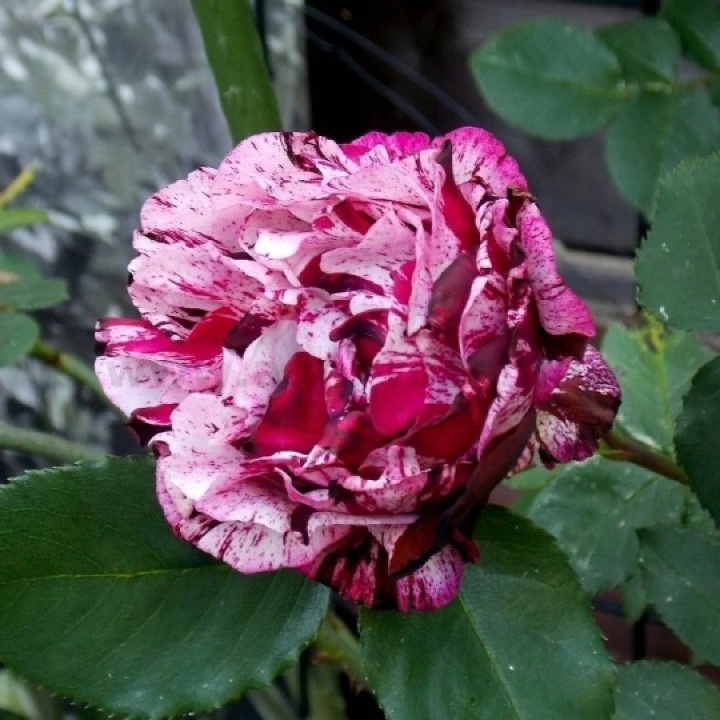 Roza-Rabatowa-PACHNACA-Wysoka-Dwukolorowa-Atrakcyjna-Nazwa-lacinska-rosa.jpg