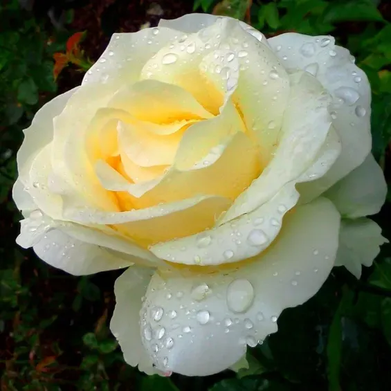 hybrid-tea-roses-frederic-chopin_nen_12906.jpg