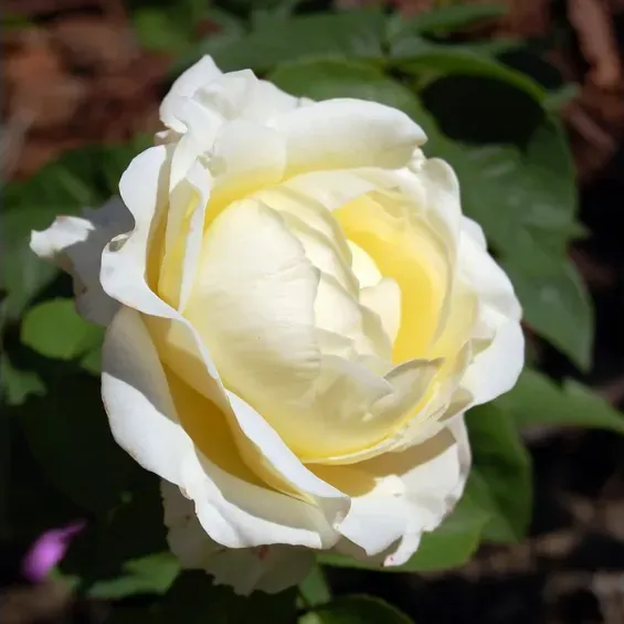 hybrid-tea-roses-frederic-chopin_nen_22906.jpg