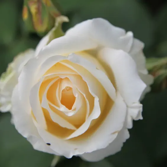 hybrid-tea-roses-frederic-chopin_nen_32906.jpg