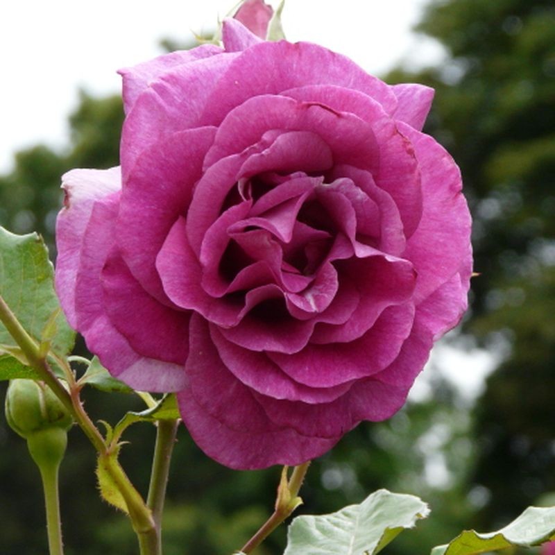 climbing-violette-parfumee.jpg