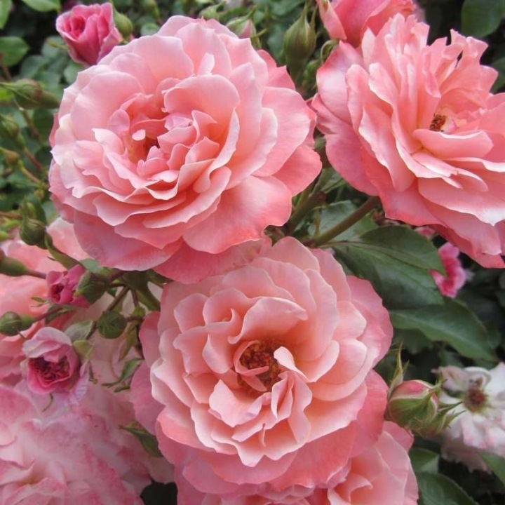 Roza-Rabatowa-LOSOSIOWA-Kompaktowa-Subtelna-Nazwa-lacinska-rosa.jpg