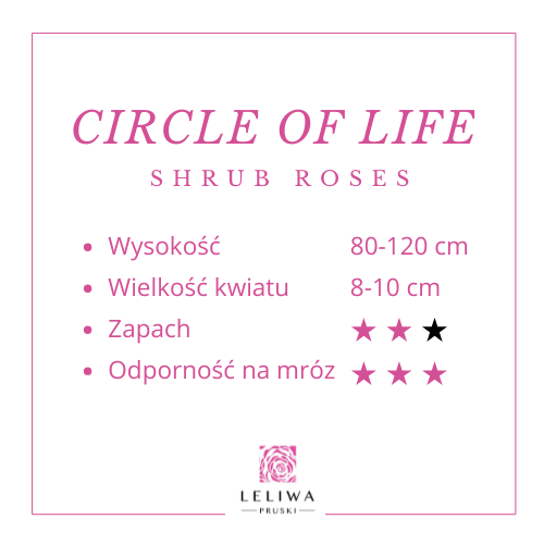 circle of life .png