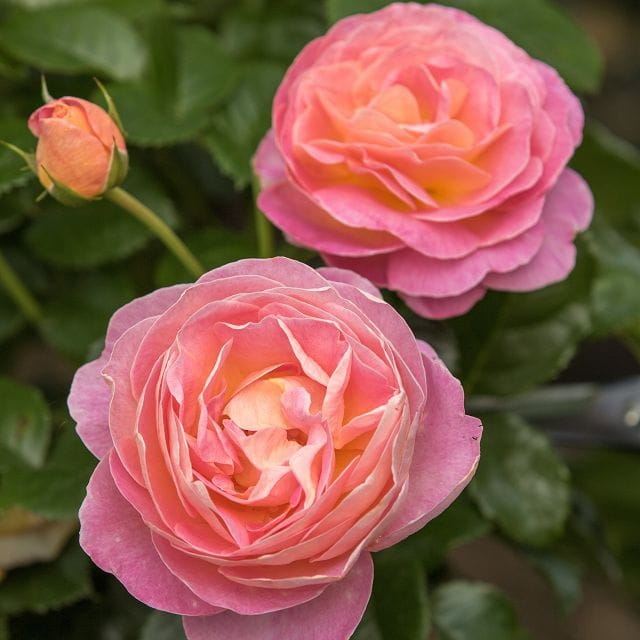 k-Dornburger-Schlossrose-C-J-Kruger_1456x1456.jpg