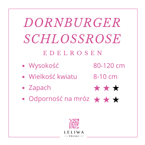 Dornburger Schlossrose .png
