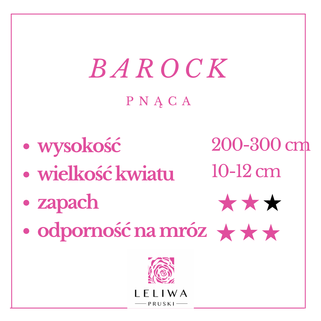 ASCOT- TEA ROSES.png