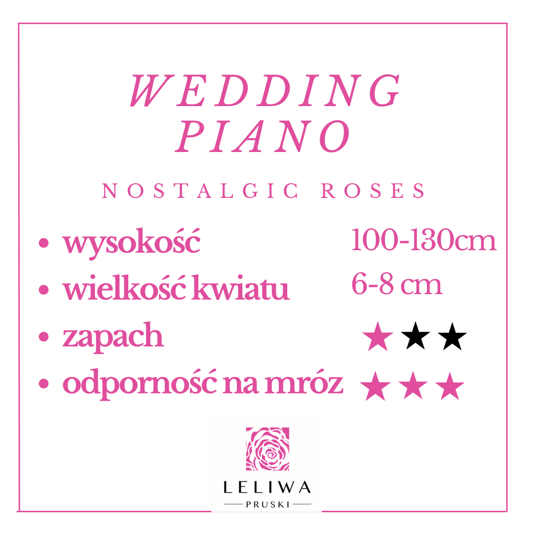 ASCOT- TEA ROSES.png