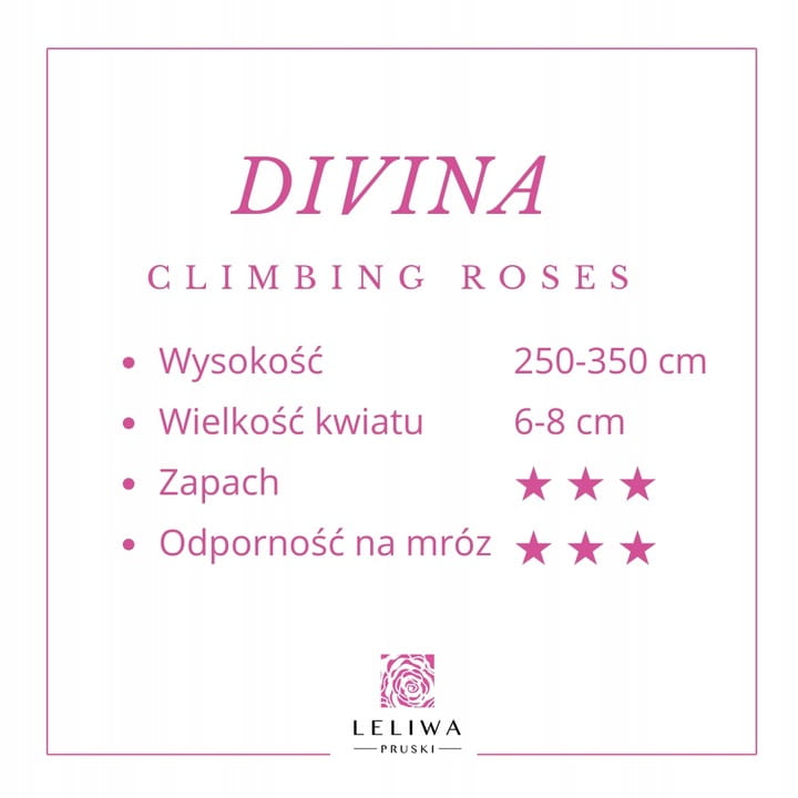 Roza-Pnaca-DIVINA-Piekny-Rozowy-Kwiat-Nazwa-lacinska-rosa.jpg