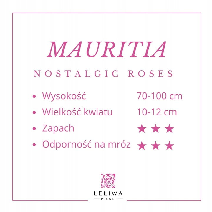 Roza-Wielkokwiatowa-MAURITIA-Rozowa-Pachnaca-Duzy-Kwiat-Nazwa-lacinska-rosa.jpg