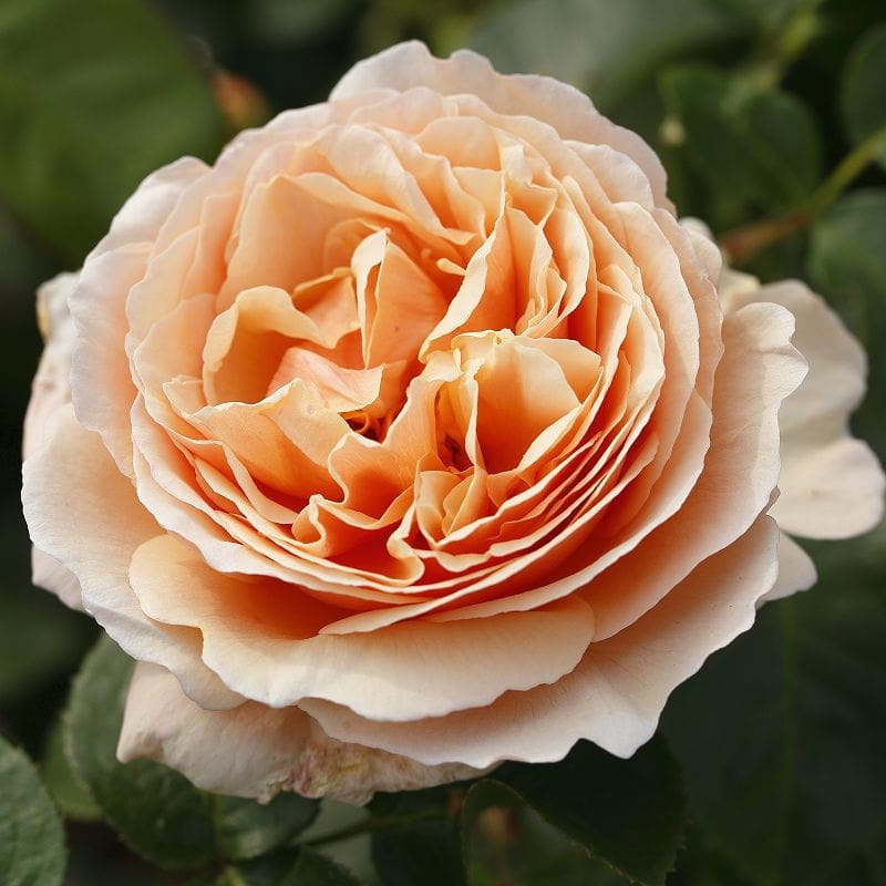 k-Tropicana-7_1456x1456.jpg