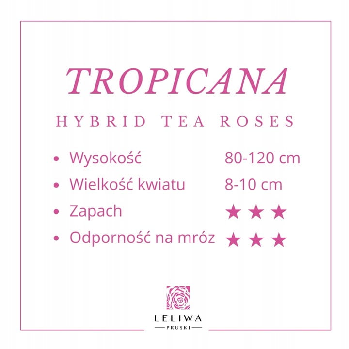 Roza-TROPICANA-Pomaranczowa-Pachnaca-Duzy-Kwiat-Nazwa-lacinska-rosa.jpg