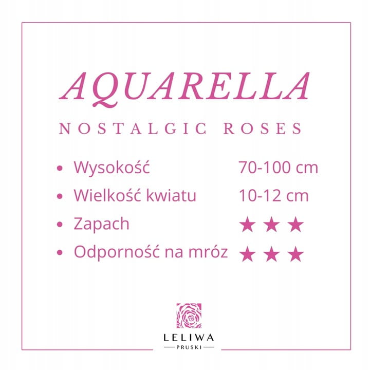 Roza-AQUARELLA-Kremowo-Rozowa-Pachnaca-Duzy-Kwiat-Nazwa-lacinska-rosa.jpg
