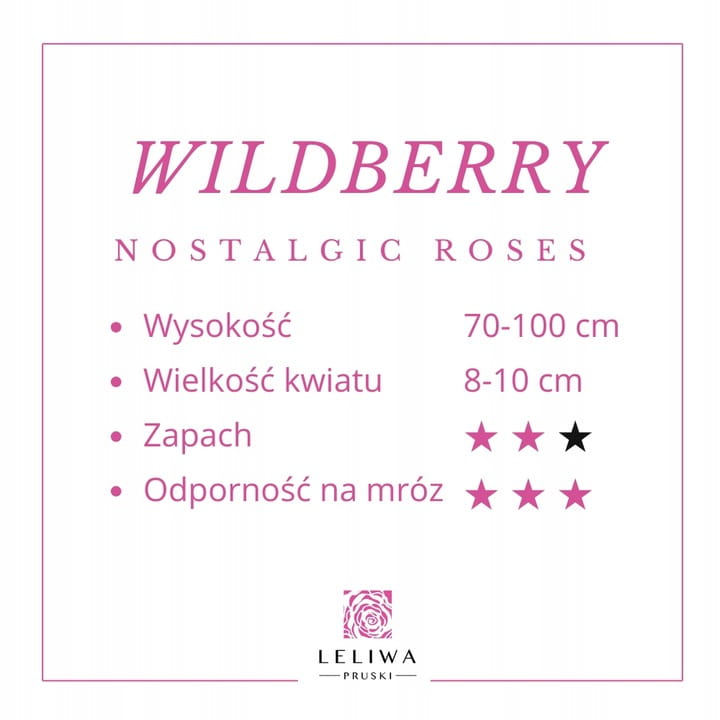 Roza-Rabatowa-WILDBERRY-Piekny-Rozowy-Kwiat-Nazwa-lacinska-rosa.jpg