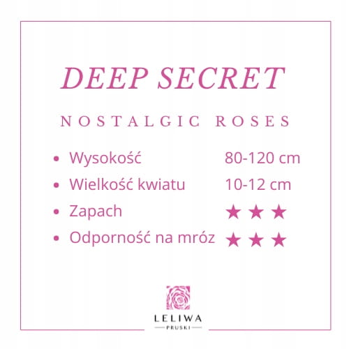 Roza-DEEP-SECRET-BurgundowyPachnaca-Duzy-Kwiat-Nazwa-lacinska-rosa.jpg