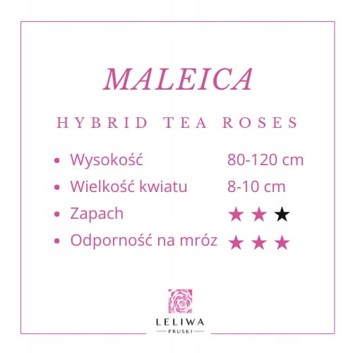 Roza-MALEICA-Zywo-Rozowa-Pachnaca-Miododajna-Nazwa-lacinska-rosa.jpg