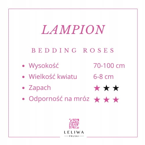 Roza-Dekoracyjna-LAMPION-Zolty-Kwiat-Nazwa-lacinska-rosa.jpg