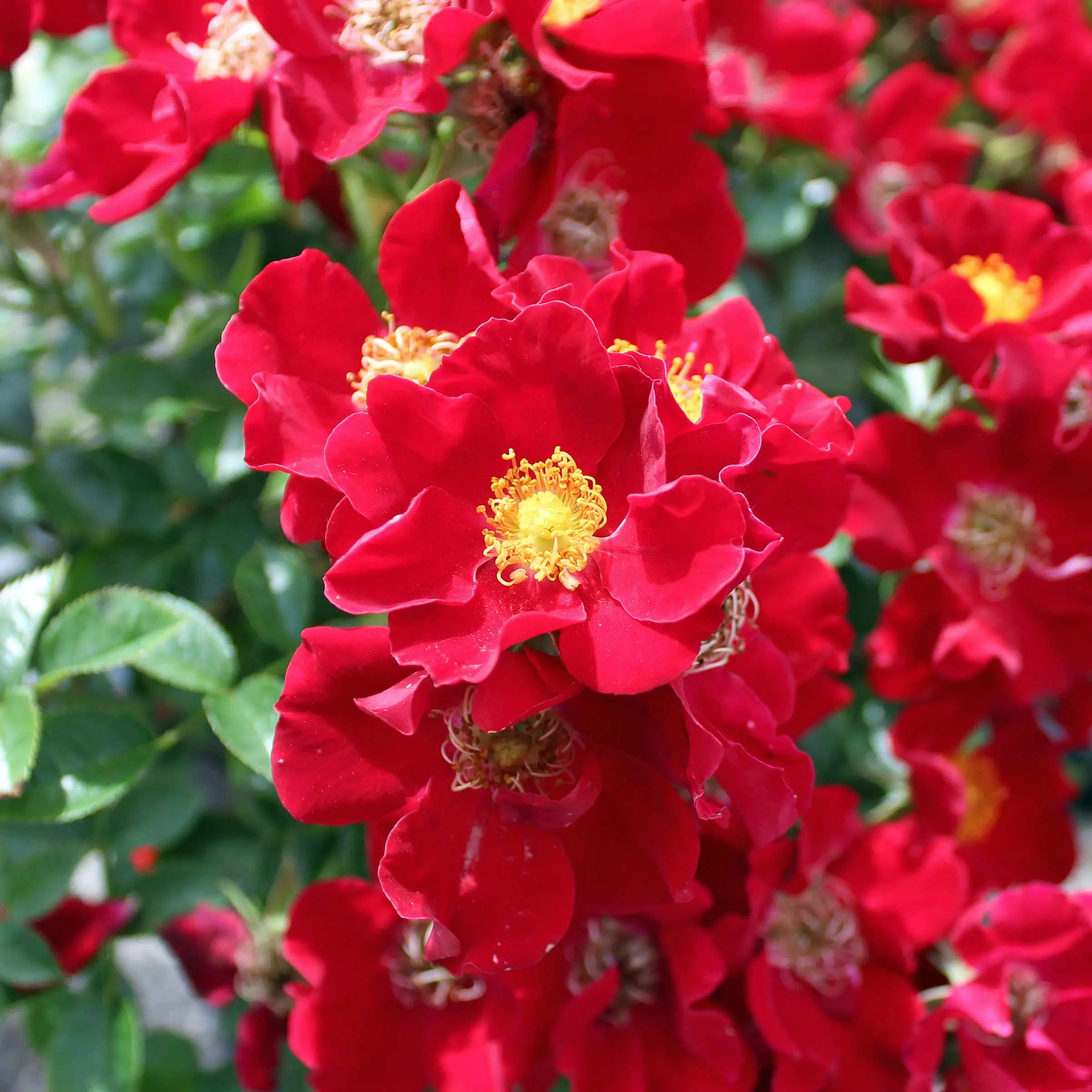 thumb_height480_strauchrose-rosa-bienenweide-rot-1.jpg.webp