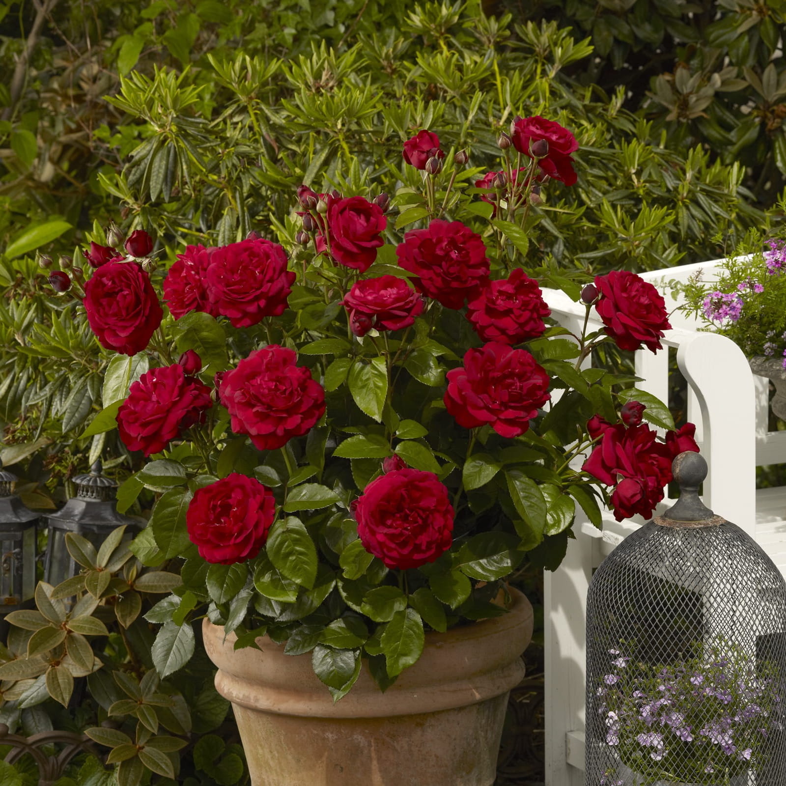 Capricia™-Renaissance®-Poulren024-N-3 (1).jpg