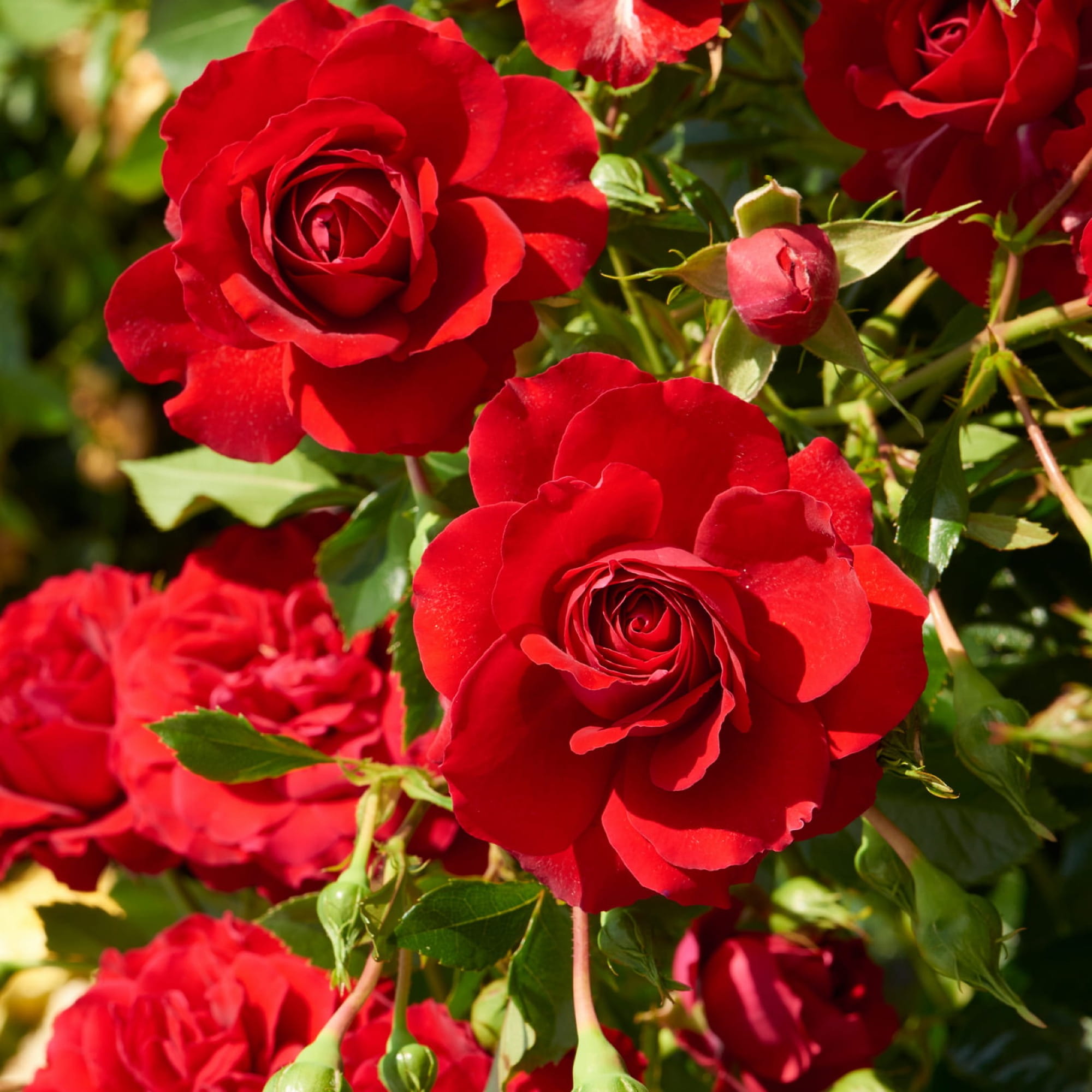 Grand-Award™-Courtyard®-Poulcy014-N.jpg