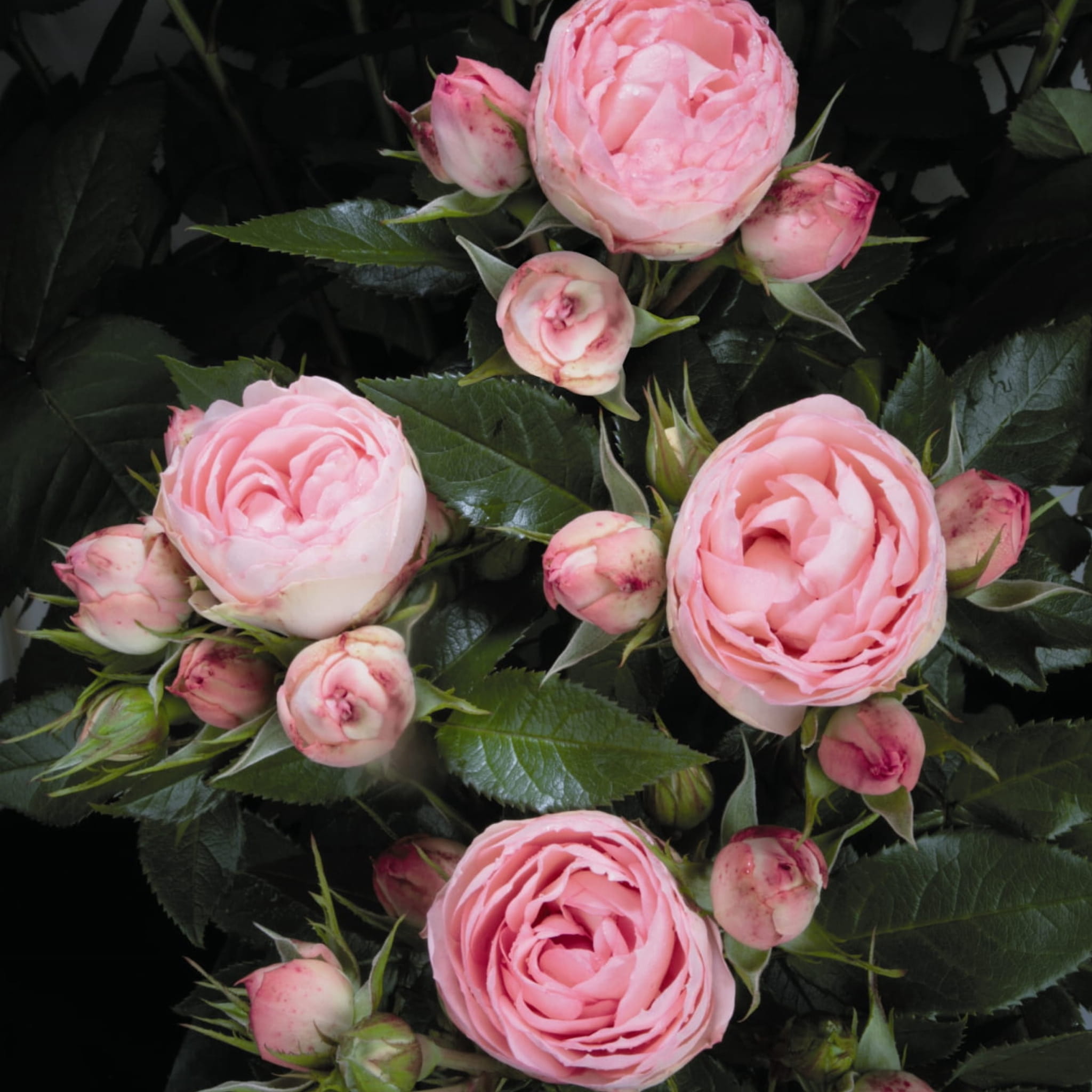 Lovely Rokoko®(2).jpg