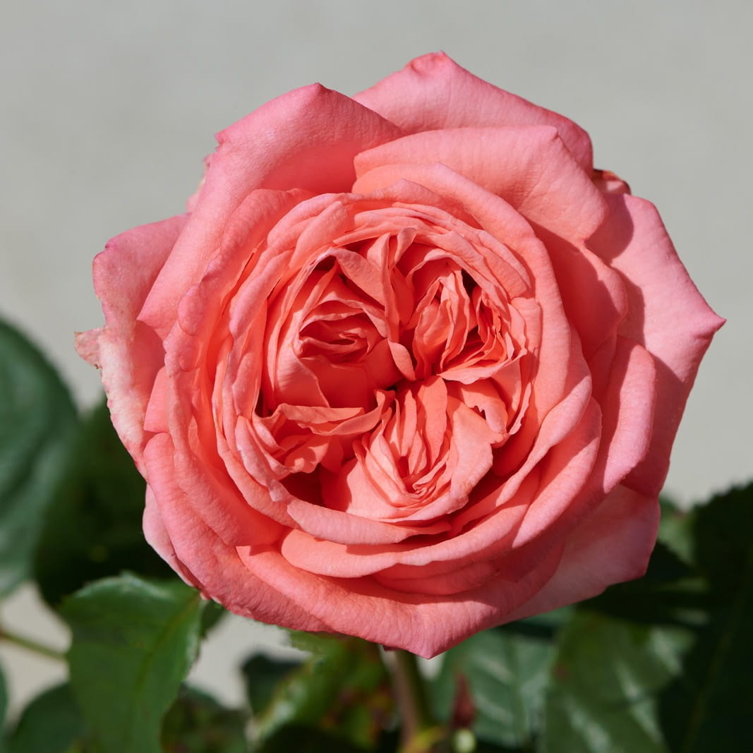 REN046A01.jpg