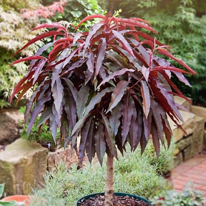 brzoskwinia czerwona karlowa.png