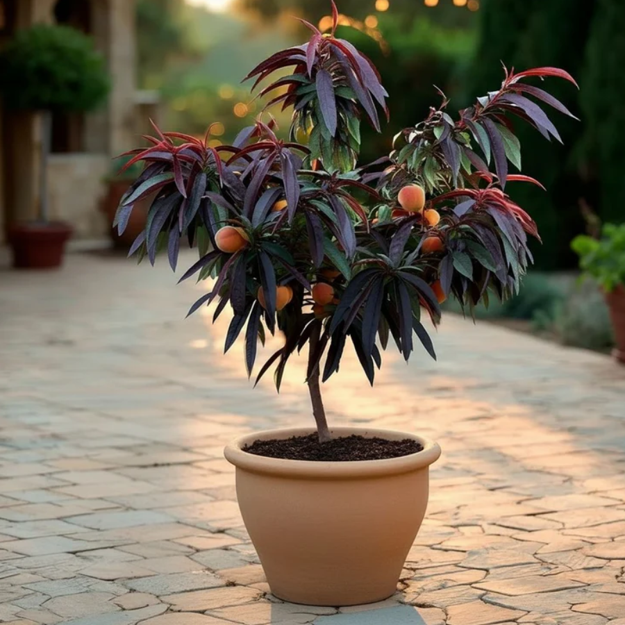 brzoskwinia czerwona karlowa 1.png