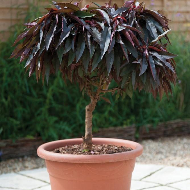 brzoskwinia czerwonolistna.jpg