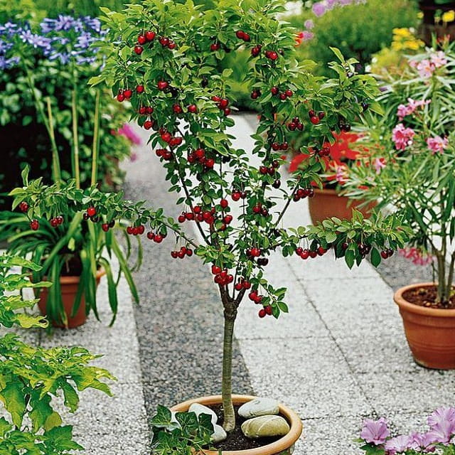 wisnia karlowa miniatura 1.jpg