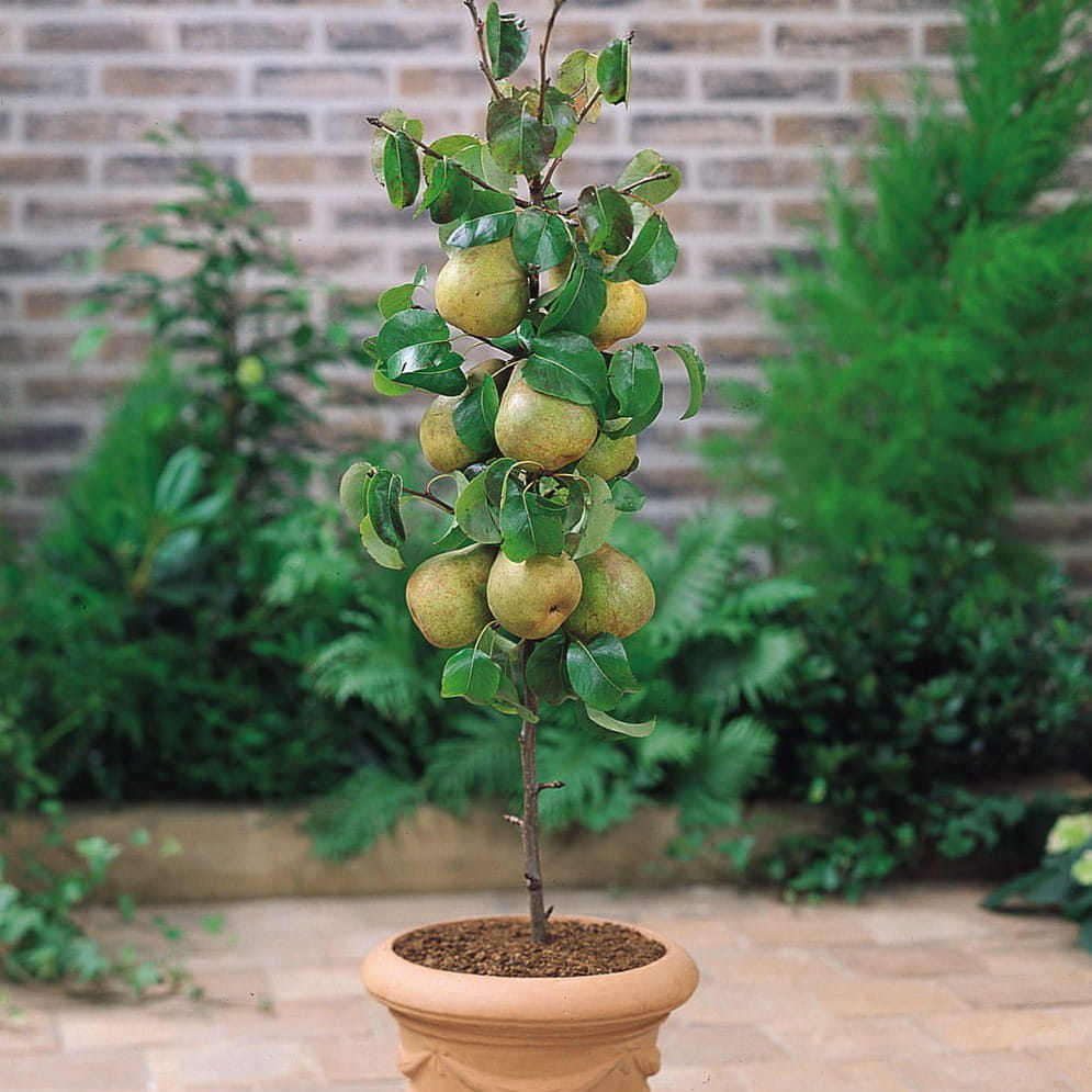grusza karłowa miniaturowa.jpg